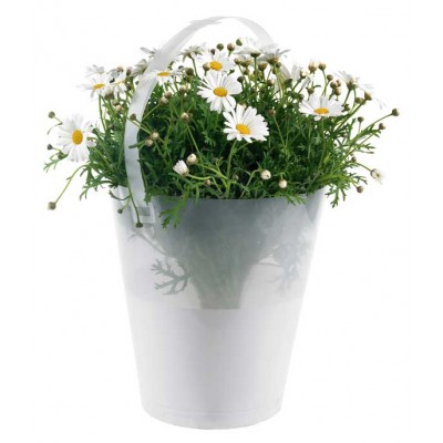 OEM Printing Transparent Flower bag potted plant carry bucket